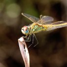 Sympetrum fonscolombii